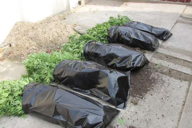 Kábítószer termesztőket fogtak el a rendőrök-Videóval