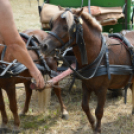 Gyermeknap Lóháton