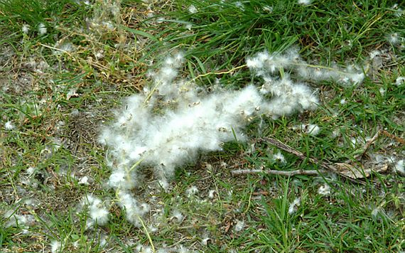 Nyárfapihe égett Makón