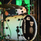 Hagymafesztivál: Bikini koncert képekben