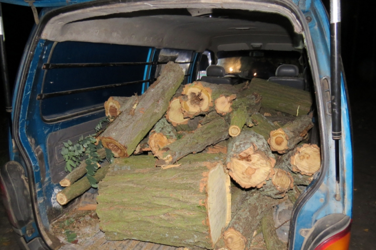 Kétszáz mázsányi akácfát foglaltak le