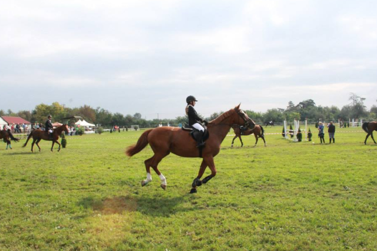 Fesztivál Lovasverseny ma!