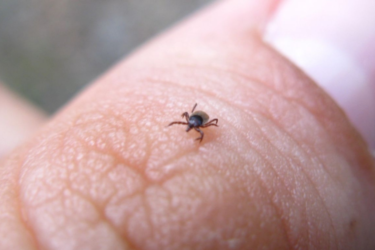 Nagyon nem mindegy, hogyan szedjük ki a kullancsokat