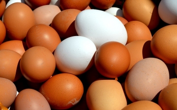 Ismét fipronillal szennyezett tojásokat találtak Németországban