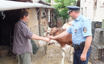 6 órán belül visszakapta a lopott marhát a szegvári gazda