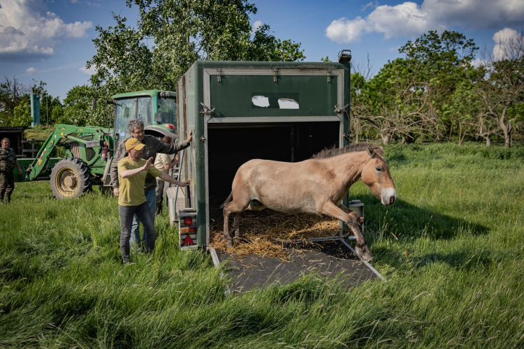 Przewalski-vadlovakat költöztettek a Hortobágyról az Őrségbe