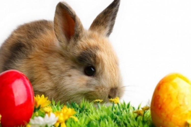 Húsvéti állatstopot kérnek az állatvédők