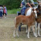 Gyermeknap Lóháton