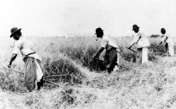 Aratási kilátások Csongrád megyében