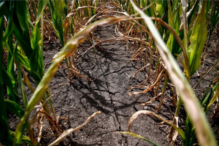 Egyre nagyobb területen fokozódhat az aszály