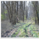 Hagymatikum Kupa tájékozódási futóverseny