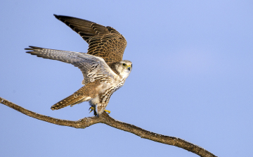 Söréttel lőttek meg ismeretlen elkövetők egy kerecsensólymot a Hortobágyon