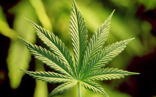 Szüret előtt bukott az ültetvény