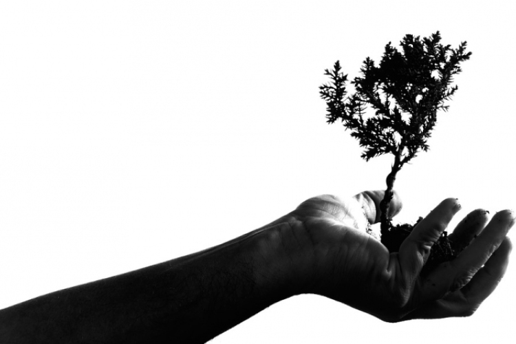 Az országfásítási program célja Magyarország erdős, fás felületeinek növelése