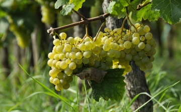 Mediterrán körülmények várnak a magyar bortermelőkre