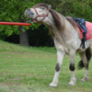 Pillanatképek a makói majálisról