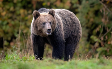 Medve támadt vadászokra az erdélyi Beszterce-Naszód megyében