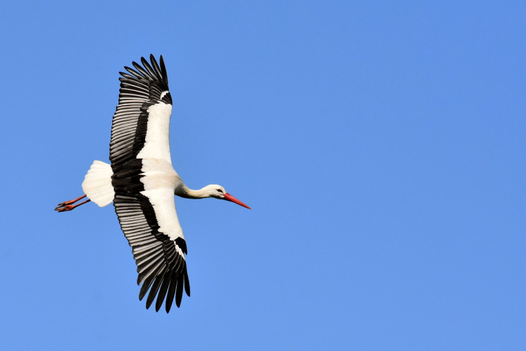 Egy gólya révén hatalmas telefonszámlát kapott egy lengyel alapítvány