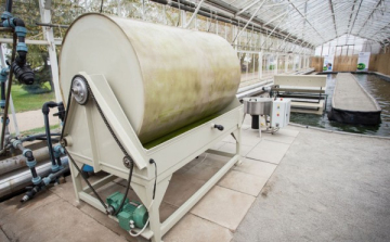 Alganagyhatalom lesz Makó?-Interjú