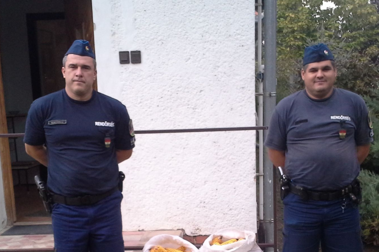 Megdézsmálta a kukoricást