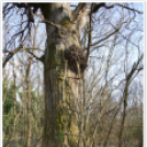 Hagymatikum Kupa tájékozódási futóverseny