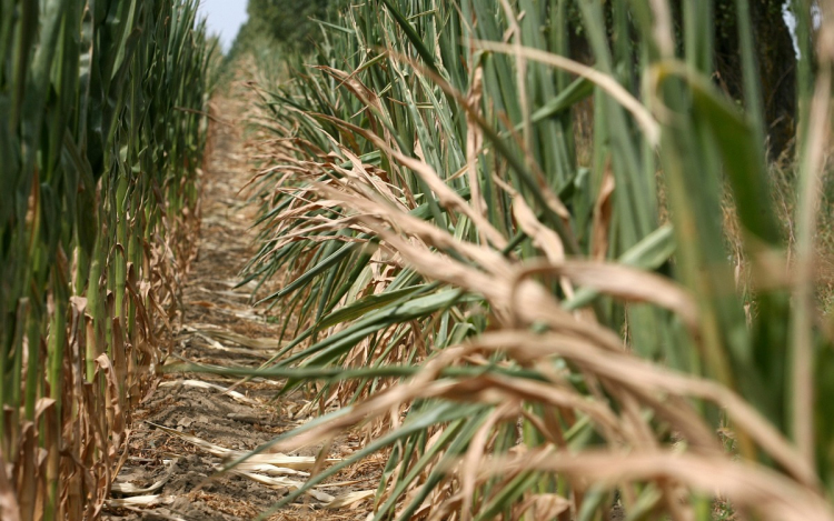 86 éves asszony feküdt magatehetetlenül a kukoricásban