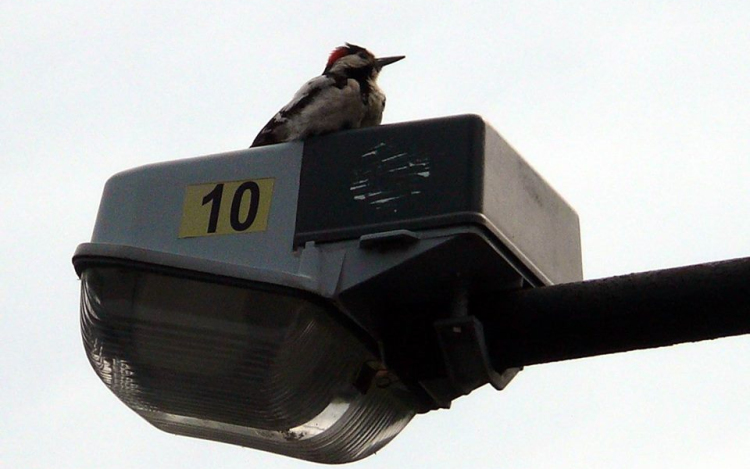 Furcsa hangok a Hunyadi utcán-mutatjuk az elkövetőt