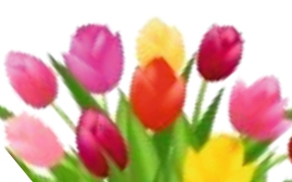 ÓVODAI BEÍRATKOZÁS TULIPÁN UTCAI ÓVODÁBA