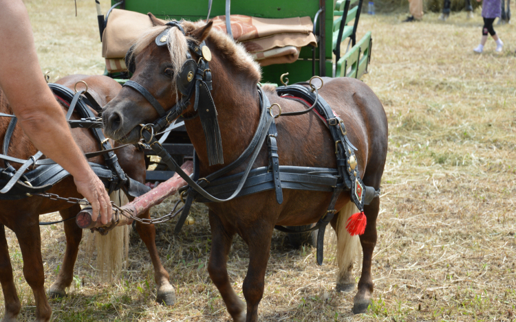 Gyermeknap Lóháton- VIDEÓVAL-