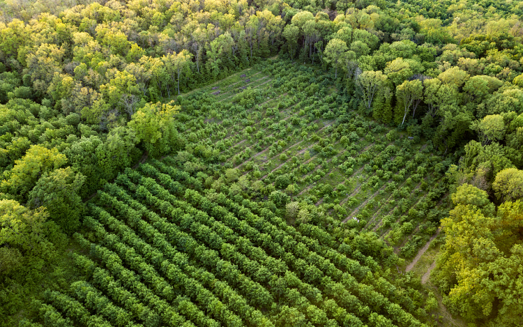Országos szinten folytatódik a városi erdők fejlesztése