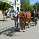 Turisztikai konferencia 2014. május 09. Makó