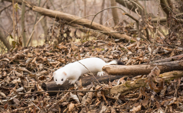 A hermelin lett az év emlőse