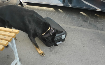 Rex ismét kiszagolta a drogot