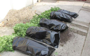 Kábítószer termesztőket fogtak el a rendőrök-Videóval