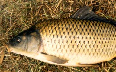 Kiszombori Vályogos tavon HORGÁSZVERSENY és főzőverseny