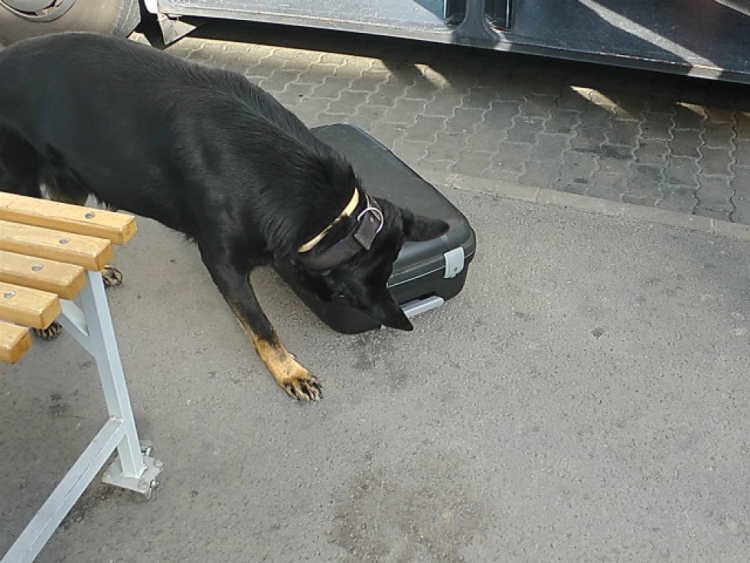 Rex ismét kiszagolta a drogot