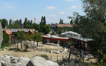 Idén a Szavanna-kifutót újítaná meg a felajánlott szja 1 százalékokból a Fővárosi Állatkert