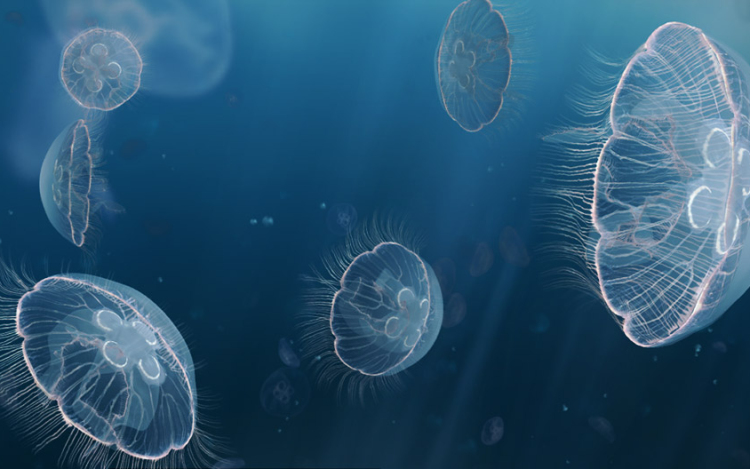 Medúzák miatt leállt Nyugat-Európa legnagyobb atomerőműve Franciaországban