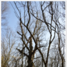 Hagymatikum Kupa tájékozódási futóverseny