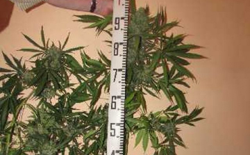 Kendert termesztett az egyetem mellett - képekkel