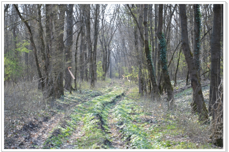 Hagymatikum Kupa tájékozódási futóverseny