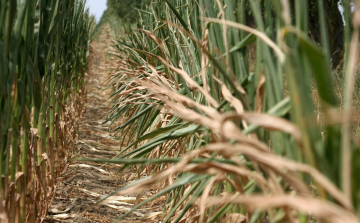 86 éves asszony feküdt magatehetetlenül a kukoricásban