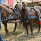 Gyermeknap Lóháton