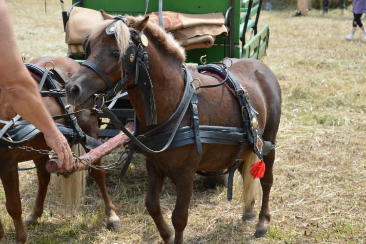 Gyermeknap Lóháton- VIDEÓVAL-