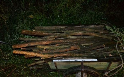 Kiskocsin húzták a lopott fát