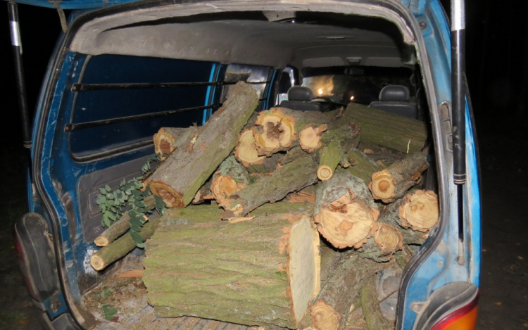 Kétszáz mázsányi akácfát foglaltak le