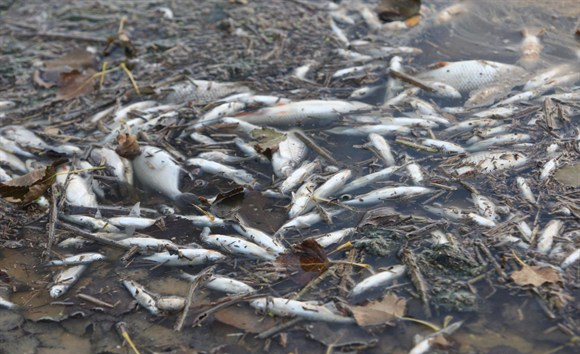 Magyar Úszás Napja - Nébih: nincs összefüggés a halpusztulás és az úszók megbetegedése között