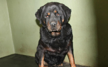 Vádat emeltek kutyák lelövése miatt egy makói gyepmester ellen