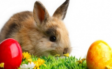 Húsvéti állatstopot kérnek az állatvédők