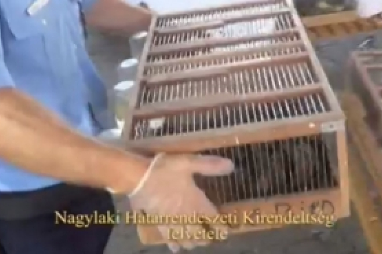 Csicsergő Mercedes (videóval)